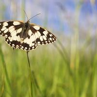 Marbled White 8 